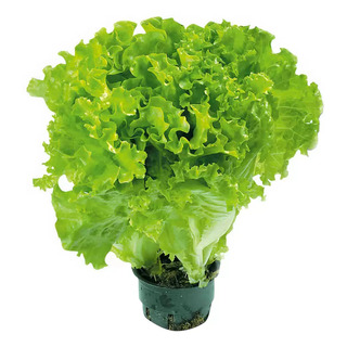 Салат листовой